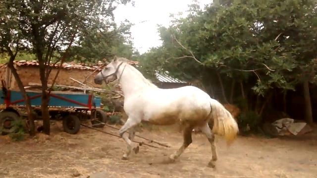 Sultan -Lipizzaner смотреть онлайн