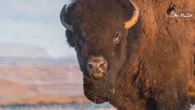 ‘’BUFFALO NATION’’ by Chris Navarro 1 min смотреть онлайн