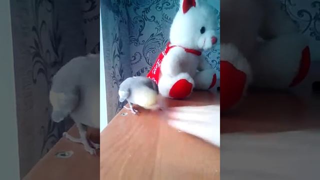 Попугай Карелла злится смотреть онлайн