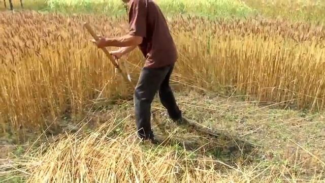 Harvesting wheat in Nepal using a scythe смотреть онлайн