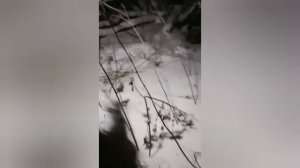 Охота на МЕДВЕДЯ с РОГАТИНОЙ!!!