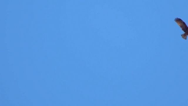 Black Kite Bardsey, 2018 смотреть онлайн