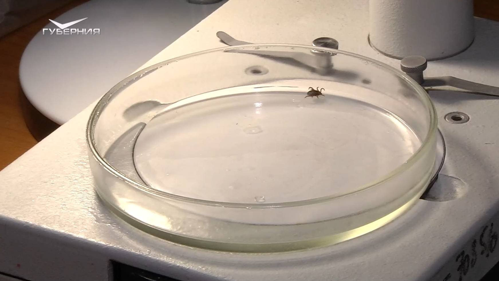 Защита от клещей, уникальные протезы и "умный" стетофонендоскоп. Школа здоровья