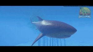 All MEGALODON Hunting, Kill, Death and Social Animations | Jurassic World Evolution 2