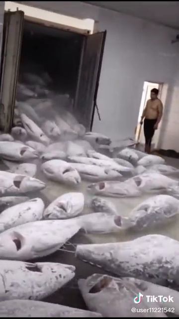 полный холодильник замороженный рыб смотреть онлайн