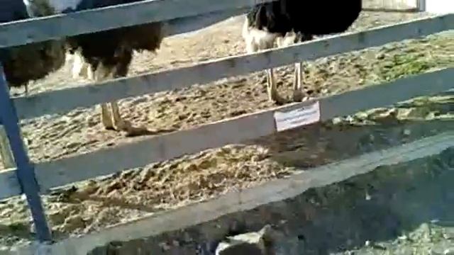 Зоопарк смотреть онлайн