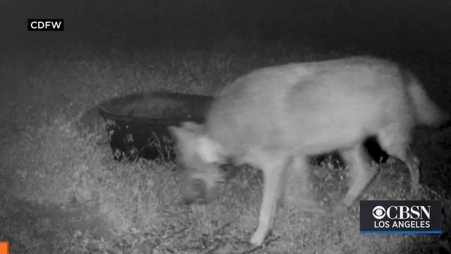 Gray Wolf Spotted 3 Times In Ventura County Believed To Have Traveled From Oregon смотреть онлайн