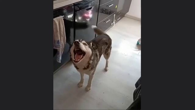 Такого переспорить невозможно! Хаски! смотреть онлайн