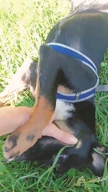 #доксли ##собаки #прогулки смотреть онлайн