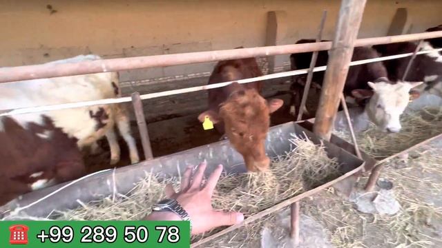 ЯНГИ ПАРТИЯ БЕЛЫЙ ГОЛОВ НАСИЛДОР НОВВОСЛАР КЕЛДИ ШОШИЛИНГ ХОРАЗМ БОЗОР смотреть онлайн