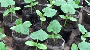 Когда сажать огурцы на рассаду в 2025 году? Оптимальные сроки посева огурцов на рассаду