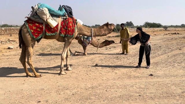 Прогулка с верблюдами