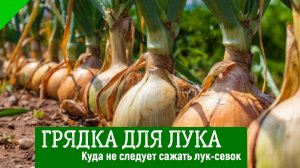 На какую грядку не следует сажать лук-севок? Как правильно подготовить грядку для этой культуры