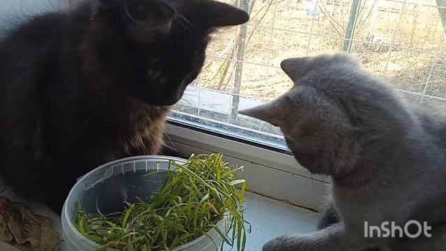 Котята интересуются улицей. смотреть онлайн