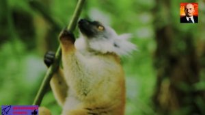 Экзотические животные МАДАГАСКАРА - Лемуры и хамелеоны .