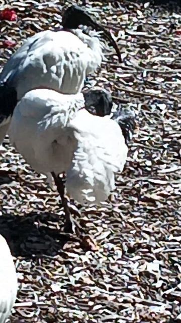 Native Australian White Ibis смотреть онлайн