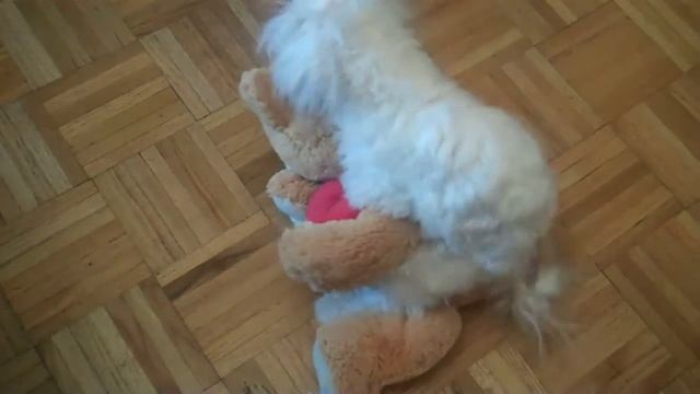Lola the Horny Dog! смотреть онлайн
