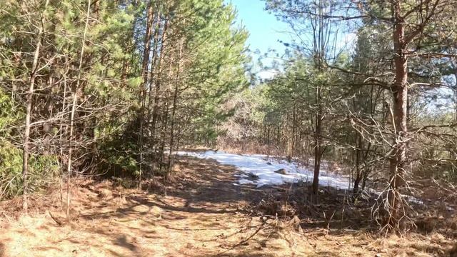 Лесная-кислородная прогулка смотреть онлайн