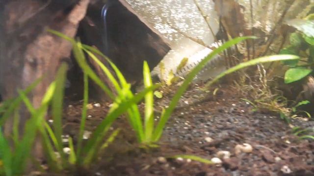 10 gallon planted black water смотреть онлайн
