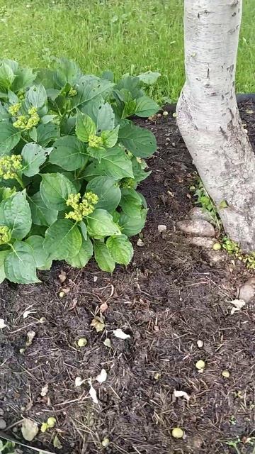 Еще немного про хосты