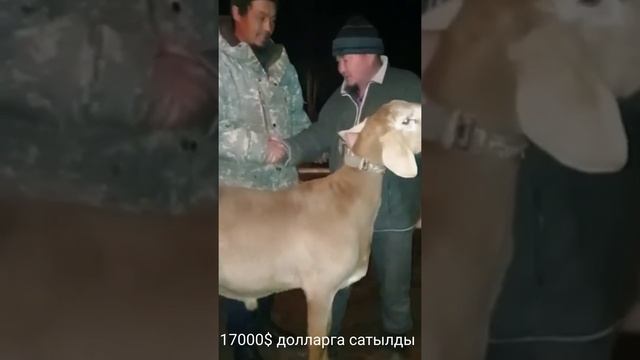 Козу Кочкор Чок Сары 17000$$$ он жети миң долларга сатылды. смотреть онлайн