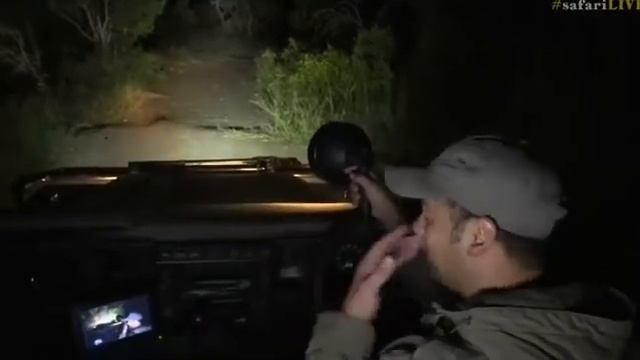 March 26, 2017- Bouncy Bouncy Bush Babies- SPECIAL sighting смотреть онлайн