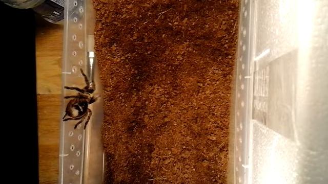Brachypelma albopilosum rehousing and general tarantula care смотреть онлайн