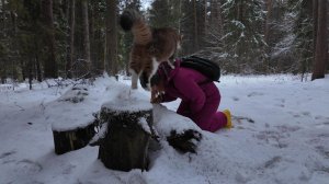 Взаимодействие с котом.