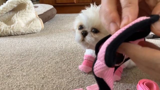 Realistic Lifelike Reborn Teacup Puppy Gets A New Harness & Dog Socks