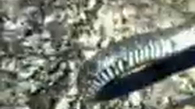 ДЕВОЧКА И УЖ смотреть онлайн