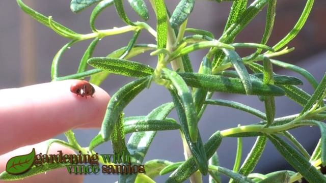 100% Organic Aphid Control and Spraying (No Soaps or Pesticides) смотреть онлайн