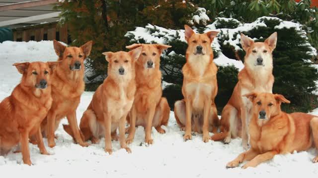 Топ-5 редких пород собак — вы точно не знали о них! 🐕✨ смотреть онлайн