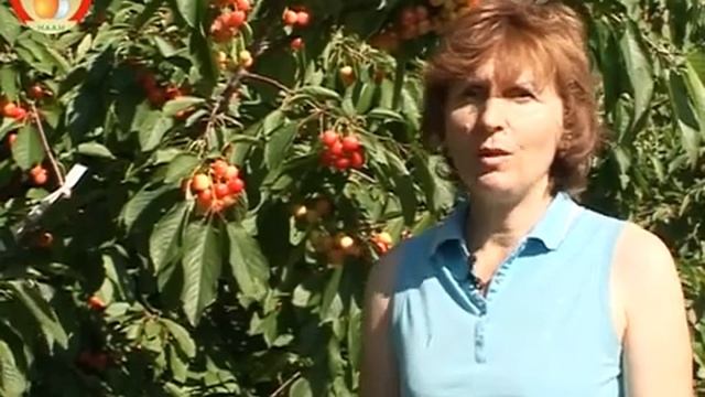 Фільм про Інститут садівництва НААН смотреть онлайн