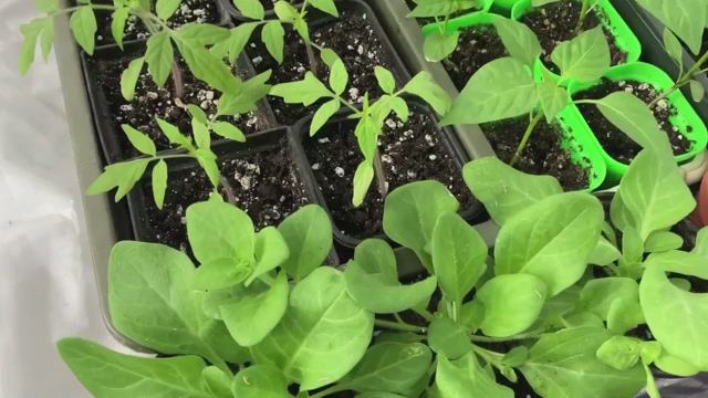 Минеральная ПОДКОРМКА рассады перцев, томатов и цветов. смотреть онлайн