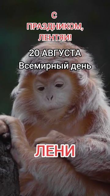 #мысли#шиза#мем#жизненно#правдажизни#юмор#прикол#юмор#фразы#цитаты смотреть онлайн