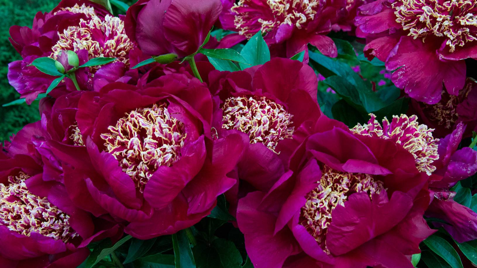 Если у пионов большие ростки, срочно высаживаем их в коробку. Зацветут в этом же году смотреть онлайн