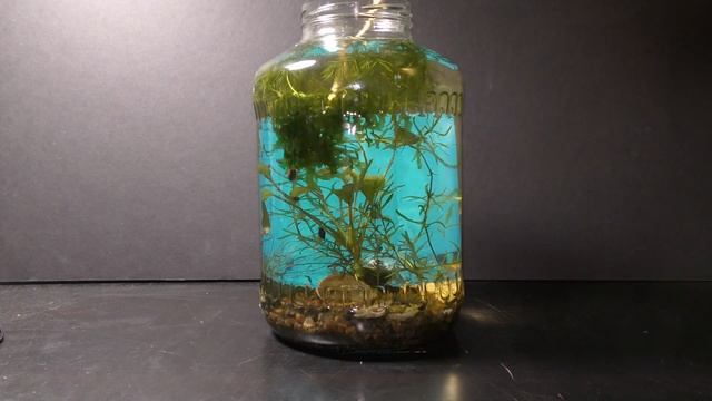 Subwassertang Seaweeds Aquarium Garden смотреть онлайн