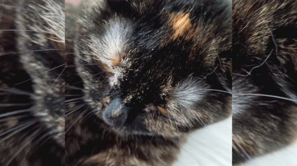 `§MINI PLELIST RANDOM SONGS~¦