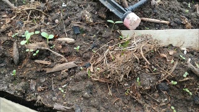 ТЕПЛИЦА СПУСТЯ ДВЕ НЕДЕЛИ ПОСЛЕ ПОСЕВА СЕМЯН l ПОСЕВ 23 МАРТА смотреть онлайн