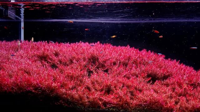 #plantedtank #aquascape #aquascaping Rotala Rotundifolia" blood red " 4 months growing смотреть онлайн