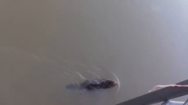 Бобры в Казани. смотреть онлайн