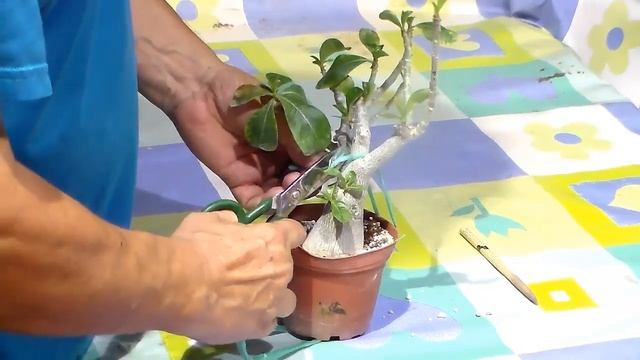 Un año para obtener raices Radiales en Adenium смотреть онлайн
