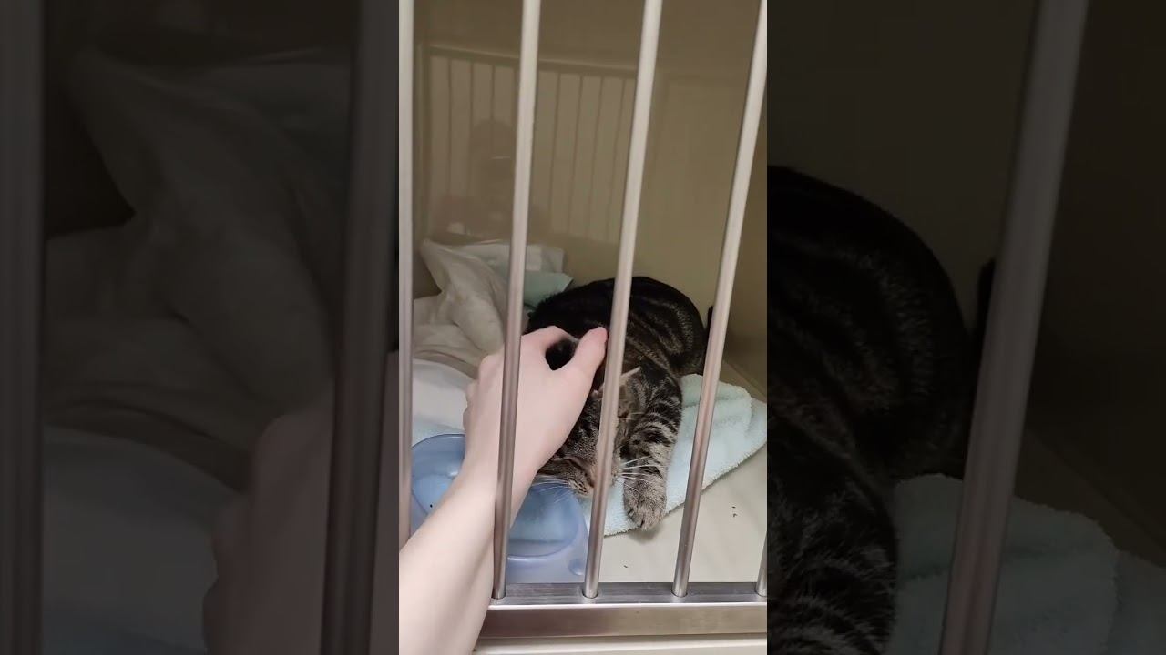 Котик в стационаре #ветклиникакосточка смотреть онлайн