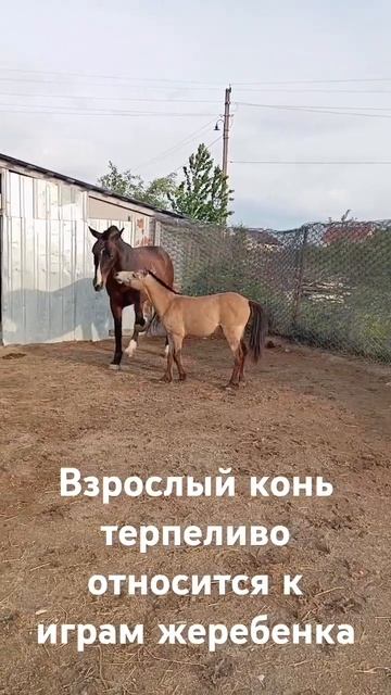 Мальчишечьи игры у лошадей #животные #лошади #забавныеживотные смотреть онлайн