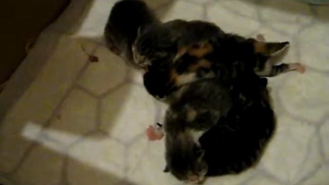 Kotjata смотреть онлайн