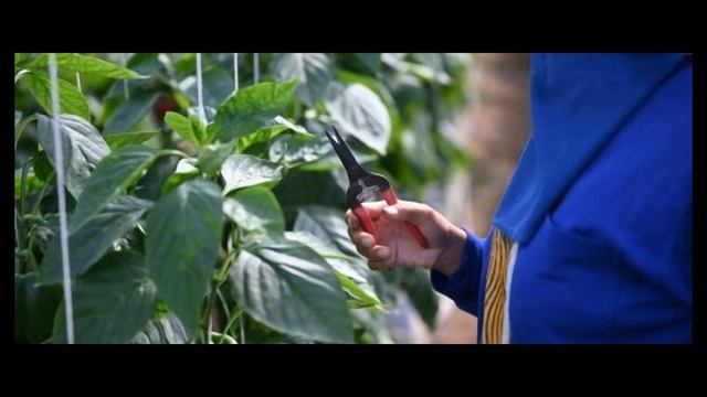Чому опадають бутони і зав'язі у перцю і що робити смотреть онлайн