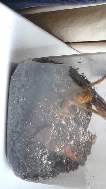 @philipfish50 #shorts fast attack by a #brazilianwanderingspider #shortvideo смотреть онлайн