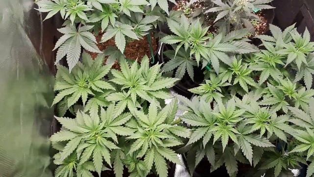 Mars Hydro 2x2 Grow tent + TS 600 Light || FULL CANOPY || EP 4 #MarsHydroCup смотреть онлайн