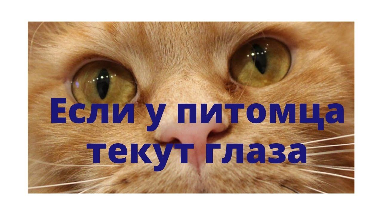 У кошки или собаки текут глаза - причины и что делать? смотреть онлайн