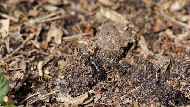 Atypus affinis catching fly смотреть онлайн